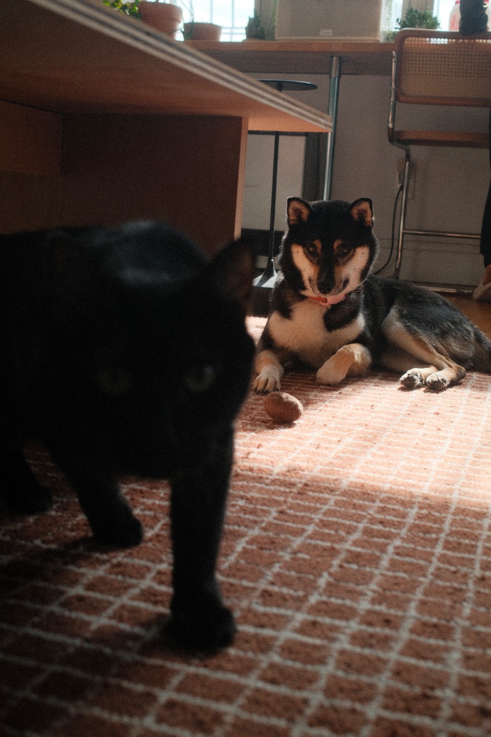 Leo the black cat walking past Sierra, who is lying on a rug