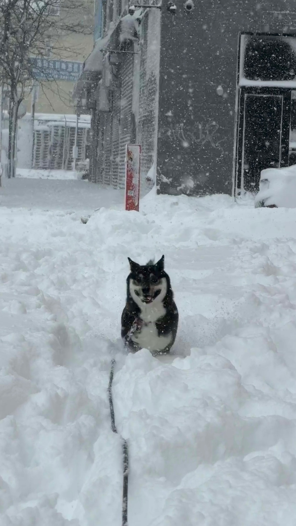 Sierra bounding through deep snow on a city street
